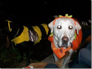 dog eyes blink