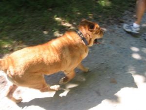 dog
