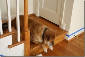 dog 2